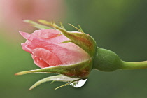 Rose, Rosa, Close view of single pink coloured  bud with water droplets.