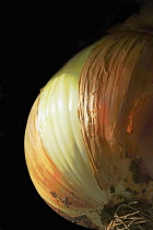 Onion, Allium cepa 'Showmaster', Close cropped view of an onion with the skin removed showing the white flesh.