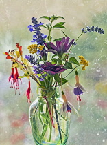 Fuchsia, Fuchsia 'Riccartonii' with Fuchsia 'La Campanella', Osteospernum, Lavender and other garden flowers in a posy, in a glass vase.