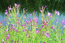 Rosebay willowherb, Chamaenerion Angustifolium, Side view of masses of pink flowers beside a canal.