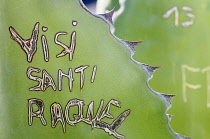 Agave, Giant agave, Agave salmiana, Close view of grafitti scratched into the fleshy leaf.