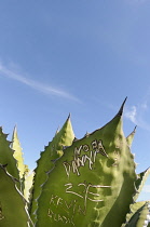 Agave, Giant agave, Agave salmiana, Close view of grafitti scratched into the fleshy leaf.