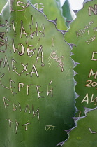 Agave, Giant agave, Agave salmiana, Close view of grafitti scratched into the fleshy leaf.