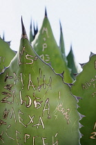 Agave, Giant agave, Agave salmiana, Close view of grafitti scratched into the fleshy leaf.