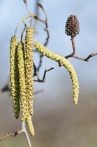 Alder, Grey Alder, Alnus incana, Front view of a bunch of male catkins and a cone from the previous year behind.