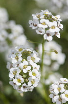 Alyssum, Lobularia maritimum, Close view of flowerheads formed of tiny white florets.