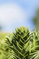 Monkey puzzle tree, Araucaria araucana, Tip of one spikey branch of overlapping spikes with clear area of blue sky above.