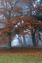 Beech, European beech, Fagus sylvatica, Several trees in winter mist, still bearing many of their dry brown leaves, and a carpet of them beneath.