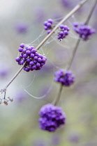Beauty berry, Callicarpa bodinieri var. giraldii 'Profusion', Twigs bearing bunches of mauve berries covered in dew covered strands of spider webs.
