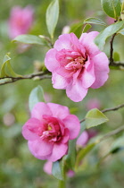 Camellia, Camellia 'Sparkling Burgundy', One sharp focus pink flower and one soft focus behind on thin twigs with leaves.