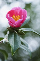 Camellia, Camellia x williamsii 'Bartley Pink', One deep pink flower opening to reveal orange stamens inside.