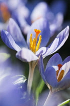 Crocus, Crocus etruscus 'Zwanenburg', Close side view of an open blue mauve flower among others, showing the orange stigma and pollen covered stamens.