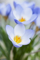 Crocus, Snow crocus, Crocus chrysanthus 'Zenith', Close top view of blue flowers with yellow centres.