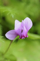 Cyclamen, Cyclamen coum, One small pink flower with inverted petals emerging out of soft focus feathery green foliage.