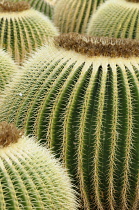 Cactus, Golden barrel cactus, Echinocactus grusonii, Cropped view of several plants with spikey spines on the many ribs, one with tiny pieces of white fluff trapped on them.