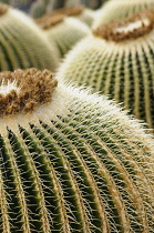 Cactus, Golden barrel cactus, Echinocactus grusonii, Cropped view of several plants with spikey spines on the many ribs, one with tiny pieces of white fluff trapped on them.