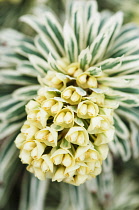 Spurge, Mediterranean spurge, Euphorbia characias 'Tasmanian Tiger', Front view of one yellow flowerhead emerging from variegated leaves.