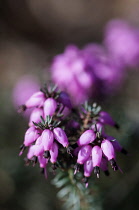 Heather, Erica x Darlyensis 'Lena', Close view of a sprig of pink flowers with others soft focus behind.