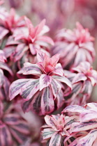 Spurge, Wood spurge, Euphorbia amygdaloides 'Frosted flame', Several pink tinged variegated foliage tips.