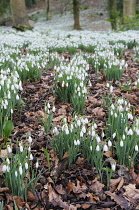 Snowdrop, Galanthus nivalis, A mass of clumps of flowering plants among dried leaves with woodland behind.