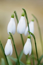 Snowdrop, Galanthus nivalis, Close view of several closed flowers hanging together against a pale brown background.