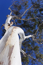 Eucalyptus, Blue Gum, Eucalyptus globulus, Underneath view looking up the peeling bark on the white trunk of the tree.