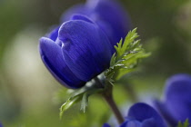 Anemone, Anemone coronaria, side view of blue coloured floer.