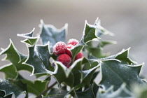 Holly, Ilex aquifolium, close up showing sikey leaves and red berries.