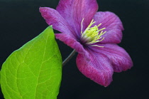 Clematis, Clematis 'Ville de Lyon', Close up of purple flower showing yellow stamen.