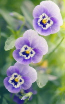 Pansy, Viola wittrockiana.