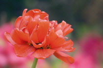 Tulip, Tulipa 'Miranda', Close up of orange coloured flower.