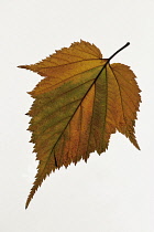 Field maple, Acer campestre, Single orange green colour spring leaf against white background.