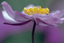 Japanese anemone, Anemone x hybrida 'Serenade', Very close side view of one flower, showing yellow stamens surrounded by soft focus pink petals.