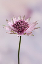 Astrantia, Great masterwort, Astrantia major 'Roma', Side view of one pink flower tinged with green on slender stem against soft pink background.