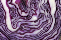 Red cabbage, Brassica oleracea capitata, Very close abstract view of slice through cabbage forming purple and white pattern.