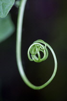 White bryony, Bryonia dioica, Close side view of one tightly curled tendril loop against dark green.