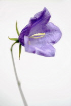 Harebell, Campanula rotundifolia, Close view of one mauve flower coming out of pale grey misty soft focus, Showing central white stamens.