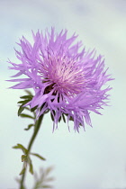 Persian Cornflower, Centaurea dealbata, Side view of one pink flower with fringed petals against pale blue sky.