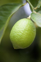 Lemon, Citron limon, Fruit growing on the tree.