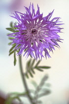 Persian Cornflower, Centaurea dealbata, Side view of one pink flower with fringed petals against light background.