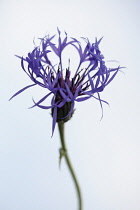 Greater Knapweed, Centaurea scabiosa, Front view of one flower showing spidery fringed petals, Soft focus stem, Against white background.