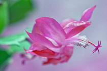 Christmas cactus, Schlumbergera x bridgesii, Close view of one bright pink flower with swept back petals, white stamens and unusual star shaped pink stigma.