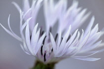 Greater Knapweed, Centaurea scabiosa, Close cropped view of fringed petals of white form of the pink flower, which is occasionally found, Selective focus against grey background.