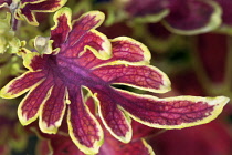 Coleus, Solenostemon scutellarioides 'Bone Fish', Deeply cut, long slender red-pink veined leaf with lime-gold edges.