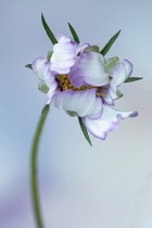 Cosmos bipinnatus 'Daydream', Front view of one opening flower, yellow stamens half hidden by white petals tinged with pink edges, Against soft focus blue background.