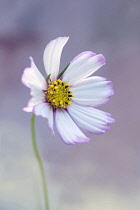 Cosmos bipinnatus 'Daydream', Front view of one fully open flower with white petals tinged with pink at the centre and edges, and yellow stamens, Against soft blue and pink background.