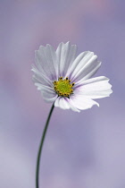 Cosmos bipinnatus 'Daydream', Front view of one fully open flower with white petals tinged with pink at the centre and yellow stamens, Against soft blue and pink background.