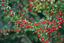 Cotoneaster, Cotoneaster x suecicus 'Coral Beauty', Front view of twig closely packed with lots of small green leaves and red berries, Rest of shrub behind in soft focus.