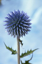 Globe thistle, Echinops bannaticus, Close side view of one spherical spiky metallic blue flower against blue sky.
