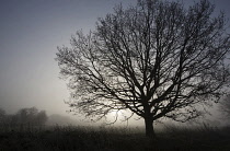 Oak, Common oak, Quercus robur, Side view of fairly mature tree with no leaves, silhouetted against the misty dawn sky in an English field.